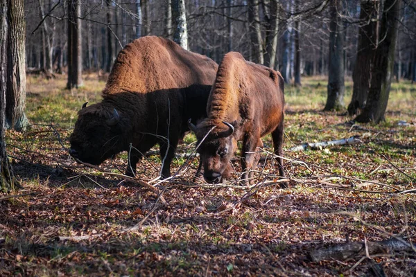 Bisons européens dans la réserve naturelle de biosphère. Bisons européens et faune sauvage — Photo