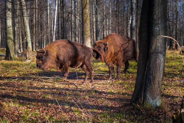 Bisons européens dans la réserve naturelle de biosphère. Bisons européens et faune sauvage — Photo