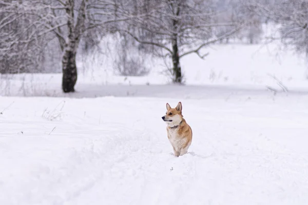 A dog in the snow. Winter in Russia — Stock Photo, Image
