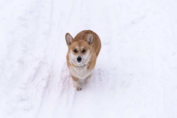 Ένα σκυλί στο χιόνι. Χειμώνας στη Ρωσία — Φωτογραφία Αρχείου