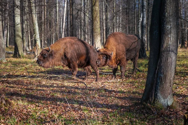 Bisons européens dans la réserve naturelle de biosphère. Bisons européens et faune sauvage — Photo