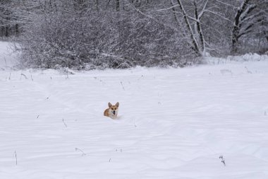Karda bir köpek. Rusya 'da kış