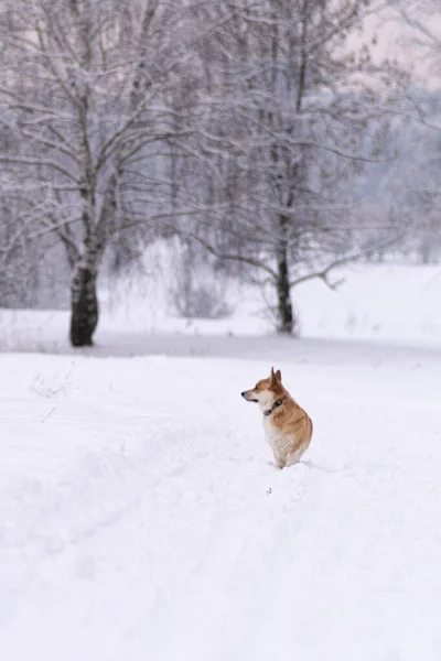 Karda bir köpek. Rusya 'da kış — Stok fotoğraf