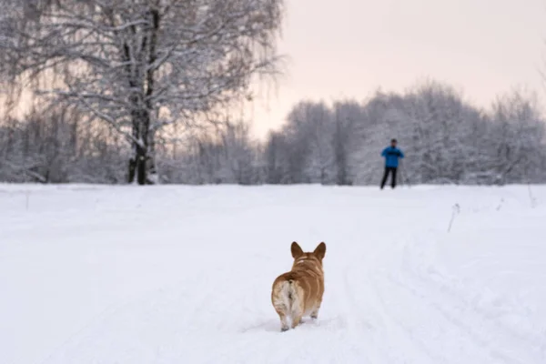 Un cane nella neve. Inverno in Russia — Foto Stock