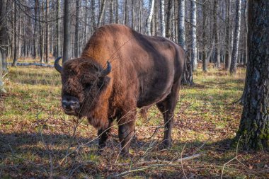 Doğa Biyosfer Rezervindeki Avrupalı bizonlar. Avrupa bizonları ve yaban hayatı