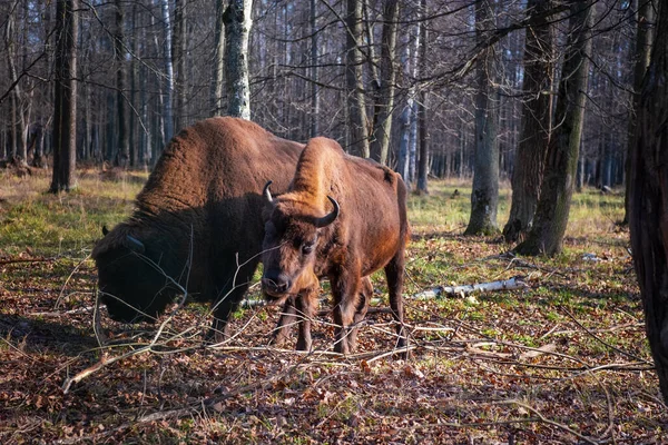 Bisons européens dans la réserve naturelle de biosphère. Bisons européens et faune sauvage — Photo