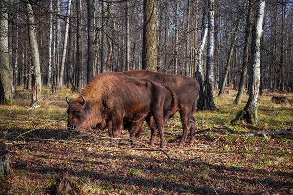 European bisons in Nature Bisphere Reserve (en inglés). Bisontes europeos y vida silvestre — Foto de Stock