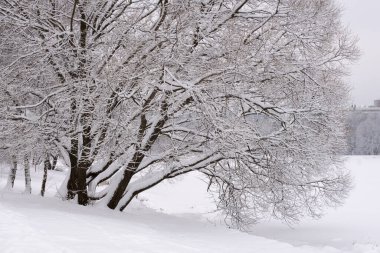 Parkta büyülü bir kış