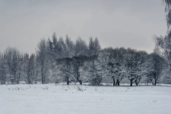 Magische winter in het park — Stockfoto