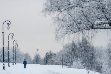 Parkta büyülü bir kış. Güzel gökyüzü ve beyaz kar
