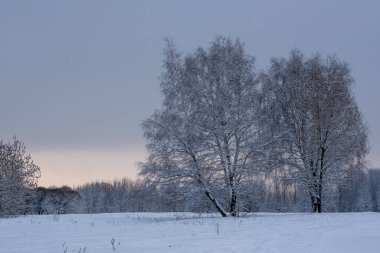 Parkta büyülü bir kış. Güzel gökyüzü ve beyaz kar