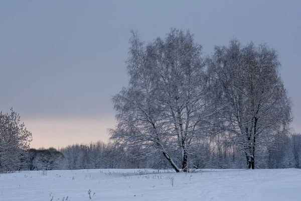 Magische winter in het park. Prachtige lucht en witte sneeuw — Stockfoto