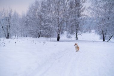 Karda bir köpek. Rusya 'da kış