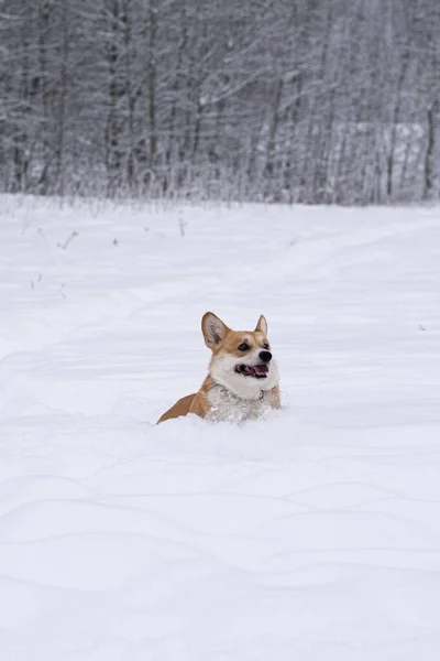 雪の中の犬。ロシアの冬 — ストック写真