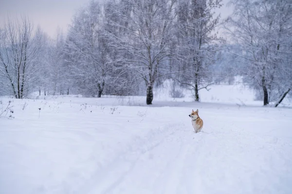 Um cão na neve. Inverno na Rússia — Fotografia de Stock