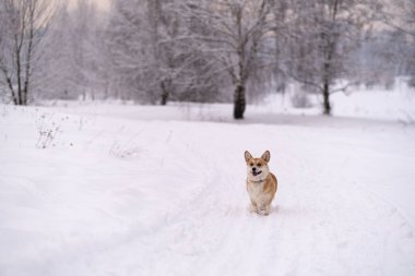 Karda bir köpek. Rusya 'da kış