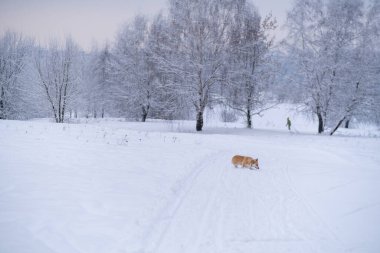 Karda bir köpek. Rusya 'da kış