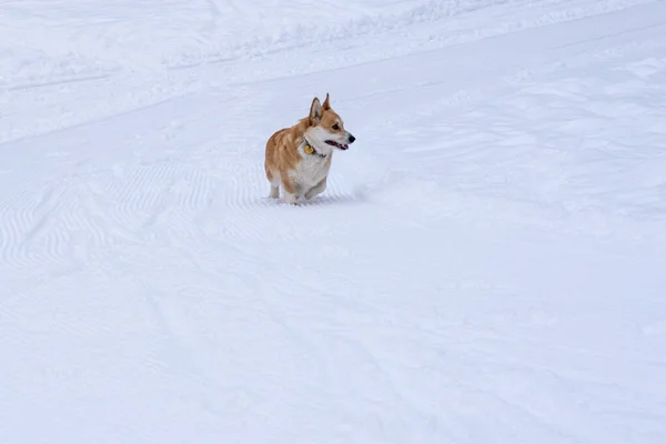 Een hond in de sneeuw. Winter in Rusland — Stockfoto