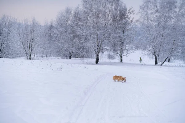 Um cão na neve. Inverno na Rússia — Fotografia de Stock