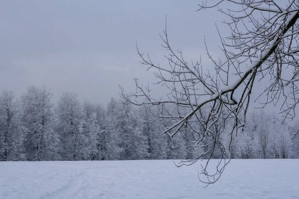 IJzige dag. Echte winter en sneeuw — Stockfoto