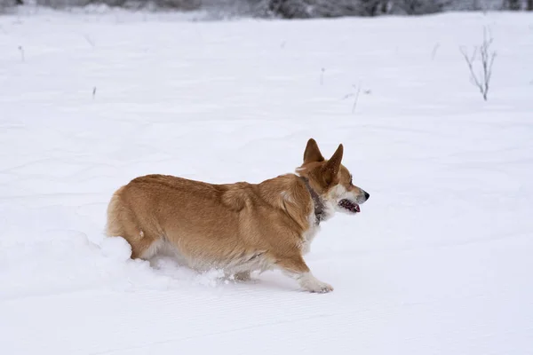 Um cão na neve. Inverno na Rússia — Fotografia de Stock