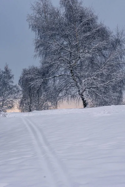 Magische winter in het park. Prachtige lucht en witte sneeuw — Stockfoto