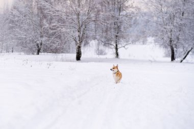 Karda bir köpek. Rusya 'da kış