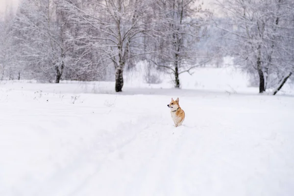 Ένα σκυλί στο χιόνι. Χειμώνας στη Ρωσία — Φωτογραφία Αρχείου