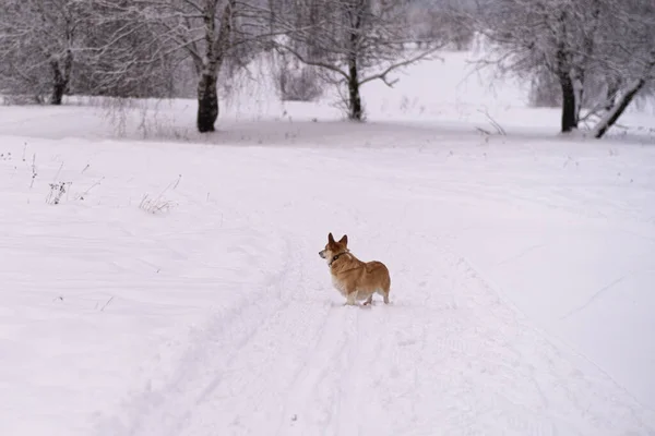 Un perro en la nieve. Invierno en Rusia —  Fotos de Stock