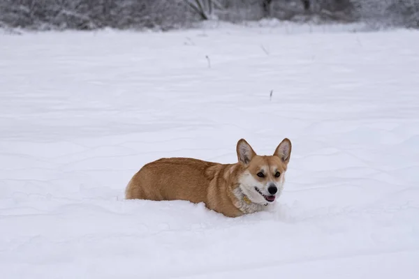 Un perro en la nieve. Invierno en Rusia — Foto de Stock