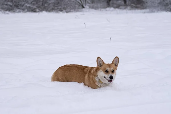 En hund i snön. Vintern i Ryssland — Stockfoto