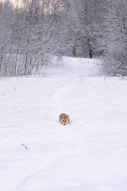 Karda bir köpek. Rusya 'da kış