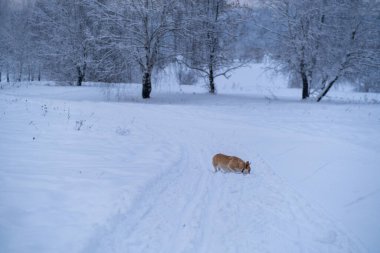 Karda bir köpek. Rusya 'da kış
