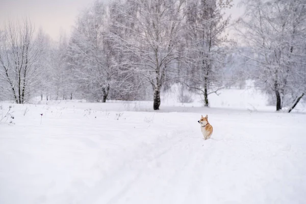 Um cão na neve. Inverno na Rússia — Fotografia de Stock