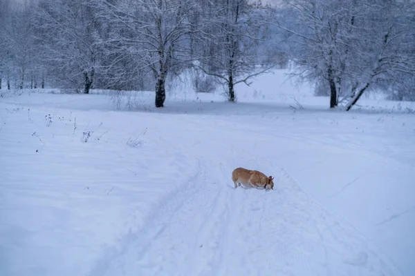 Un chien dans la neige. Hiver en Russie — Photo