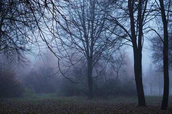 A heavy fog in a forest — Stock Photo, Image