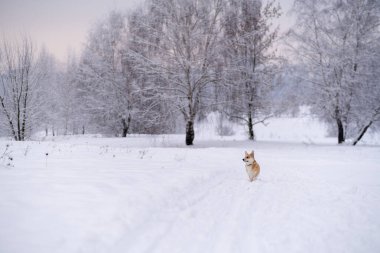 Karda bir köpek. Rusya 'da kış