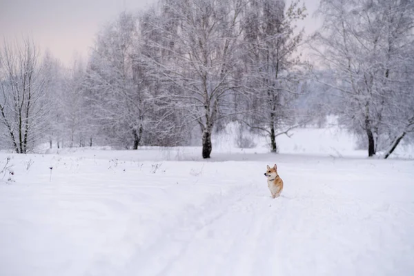 Karda bir köpek. Rusya 'da kış
