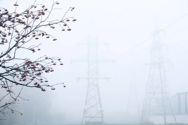 Dichter Nebel im Wald — Stockfoto