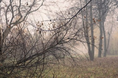 Ormanda yoğun bir sis var.