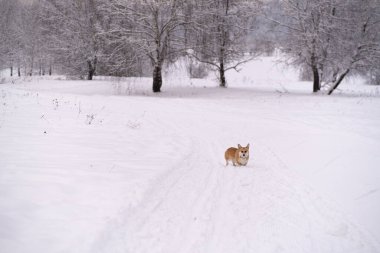 Karda bir köpek. Rusya 'da kış