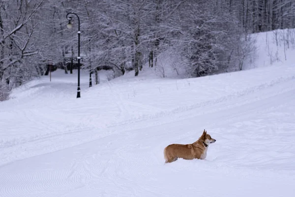 Cão Neve Inverno Rússia Foto Alta Qualidade — Fotografia de Stock