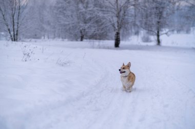 Karda bir köpek. Rusya 'da kış