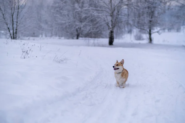 Um cão na neve. Inverno na Rússia — Fotografia de Stock