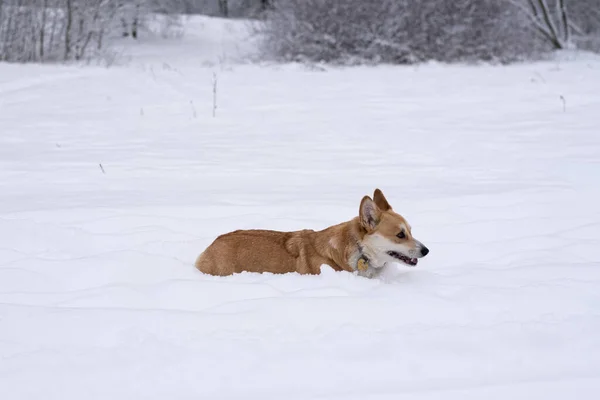 Um cão na neve. Inverno na Rússia — Fotografia de Stock