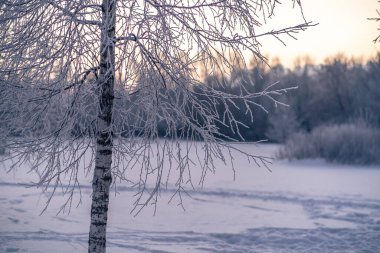 Karlı kış. Moskova 'da şiddetli kar yağışı var. Karda Noel ağaçları