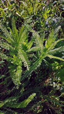 Ormanda yeşil yapraklar