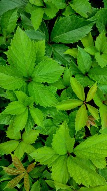 yaz yeşil yaprakları arka plan