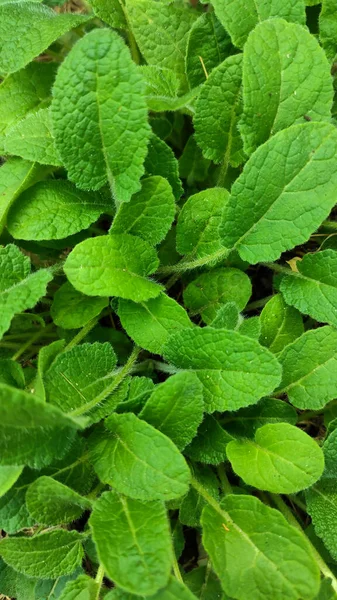 Fresh Green Leaves Background — Stock Photo, Image