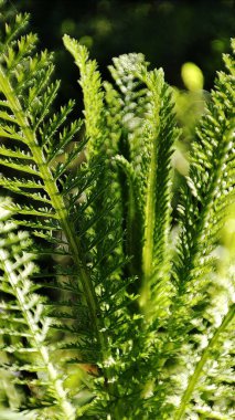 Ormanda güneşli otlar